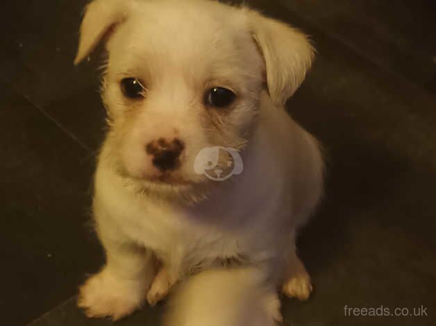 Shih tzu x jack russell puppies for sale in Newcastle Upon Tyne, Tyne and Wear - Image 2