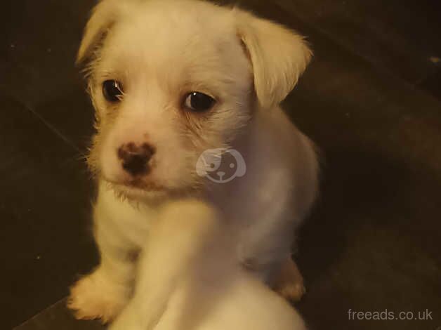 Shih tzu x jack russell puppies for sale in Newcastle Upon Tyne, Tyne and Wear - Image 3