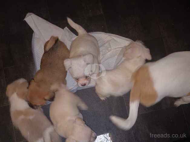 Shih tzu x jack russell puppies for sale in Newcastle Upon Tyne, Tyne and Wear - Image 4