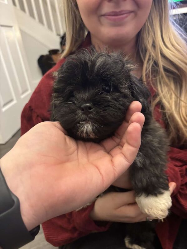 Shih tzu x Lhasa apso pup for sale in Newtownabbey, County Antrim