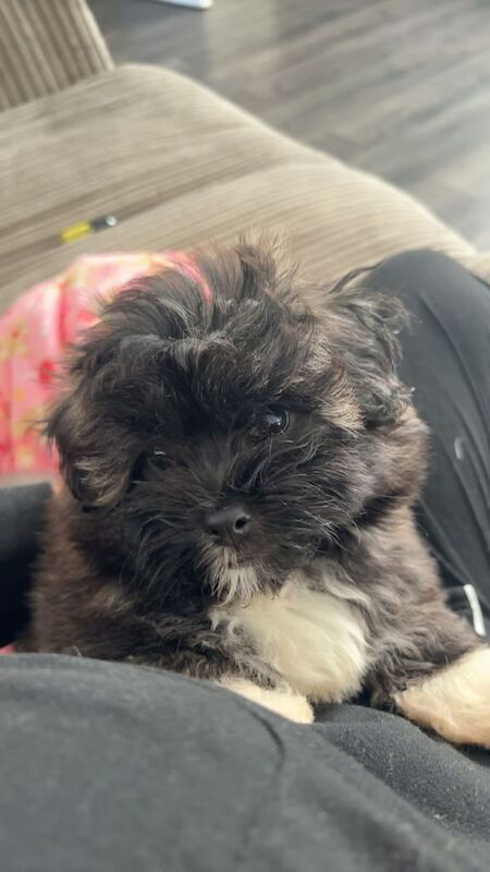 Shih tzu x Lhasa apso pup for sale in Newtownabbey, County Antrim - Image 2