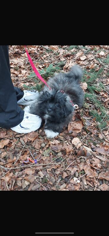 Shih tzu x Lhasa apso pup for sale in Newtownabbey, County Antrim - Image 3