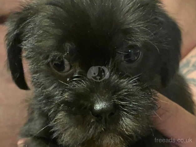 Shih tzu x patterdale Puppy's for sale! for sale in Cambridge, Cambridgeshire