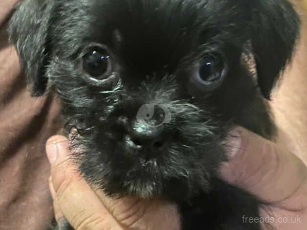 Shih tzu x patterdale Puppy's for sale! for sale in Cambridge, Cambridgeshire - Image 2