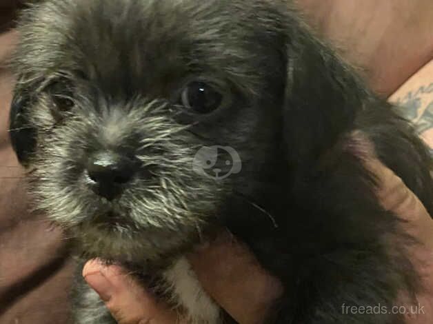 Shih tzu x patterdale Puppy's for sale! for sale in Cambridge, Cambridgeshire - Image 3