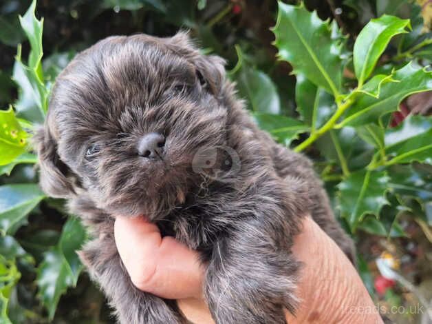 shih tzus for sale in Doncaster, South Yorkshire