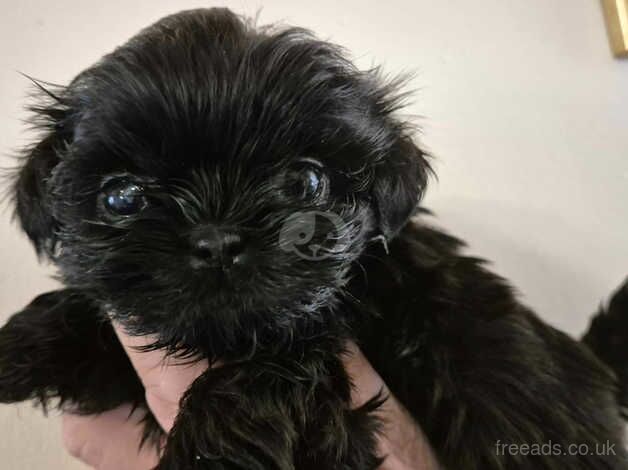 shih tzus for sale in Doncaster, South Yorkshire - Image 2