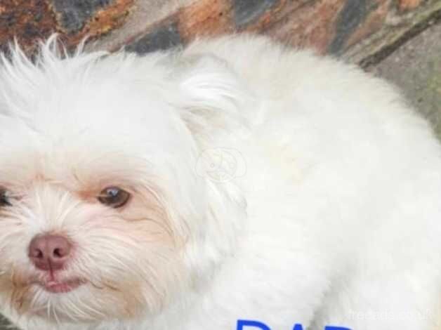 Shih tzus for sale in Middlewich, Cheshire - Image 2