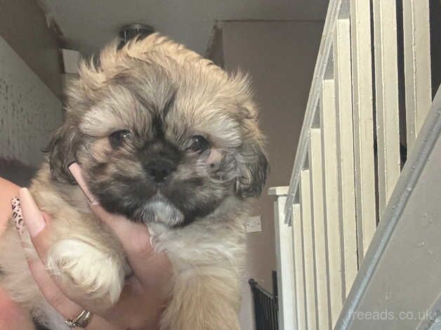 Shih tzus for sale in Nottingham, Nottinghamshire - Image 1