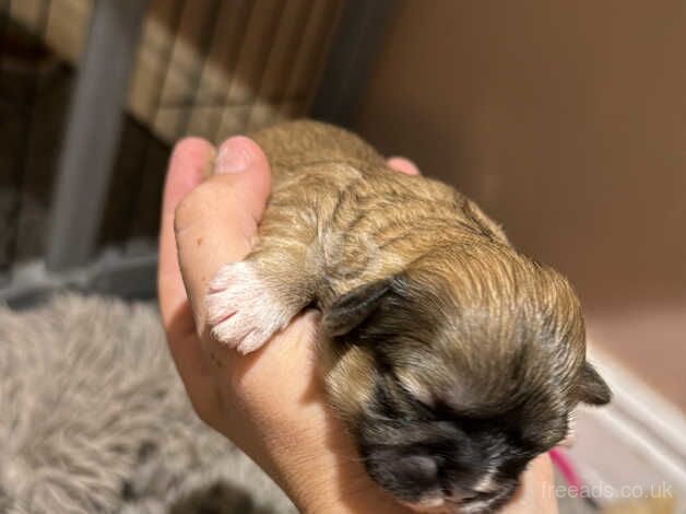 Shih tzus for sale in Nottingham, Nottinghamshire - Image 2