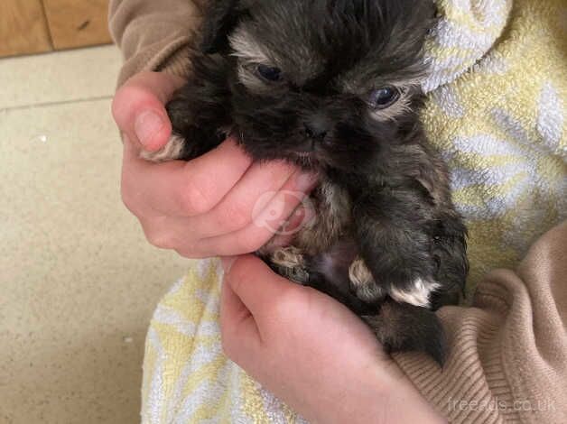 Shih tzus for sale in Romford, Havering, Greater London - Image 2