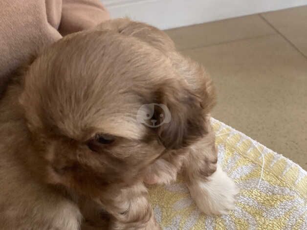 Shih tzus for sale in Romford, Havering, Greater London - Image 5