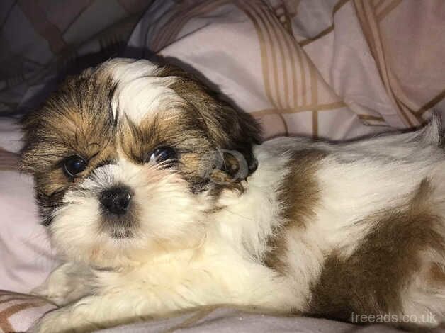 Shih tzus for sale in Warwickshire