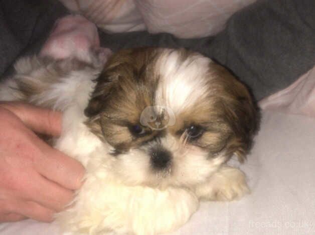 Shih tzus for sale in Warwickshire - Image 2