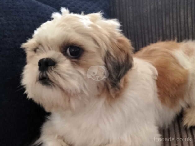 Shih Tzus looking for loving home for sale in Harthill, North Lanarkshire