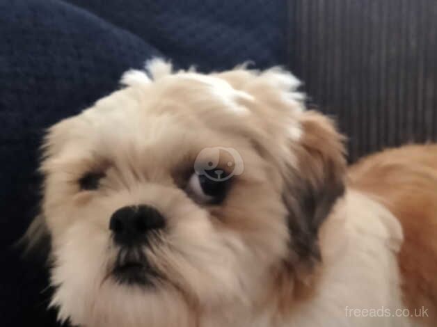 Shih Tzus looking for loving home for sale in Harthill, North Lanarkshire - Image 2