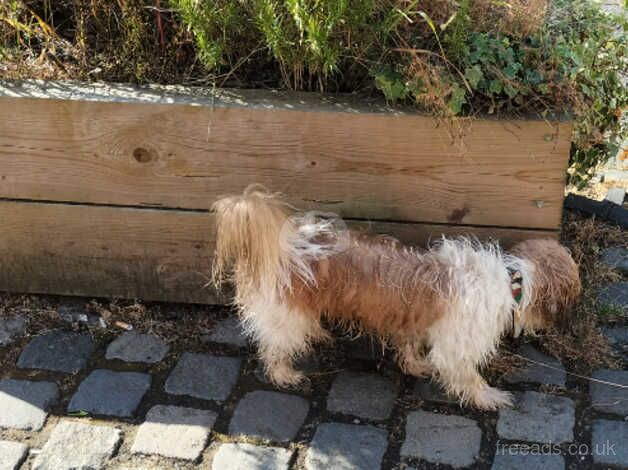 Shih Tzus looking for loving home for sale in Harthill, North Lanarkshire - Image 3