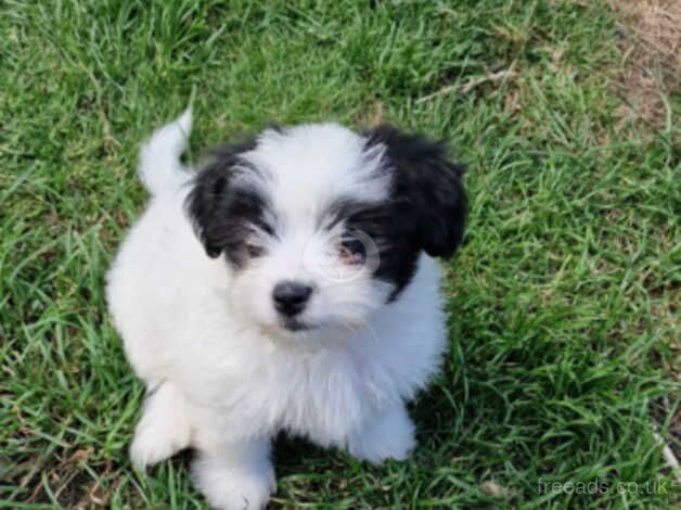 Shih Tzus puppy for sale in Redbridge, London