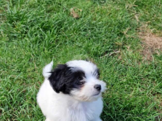 Shih Tzus puppy for sale in Redbridge, London - Image 2