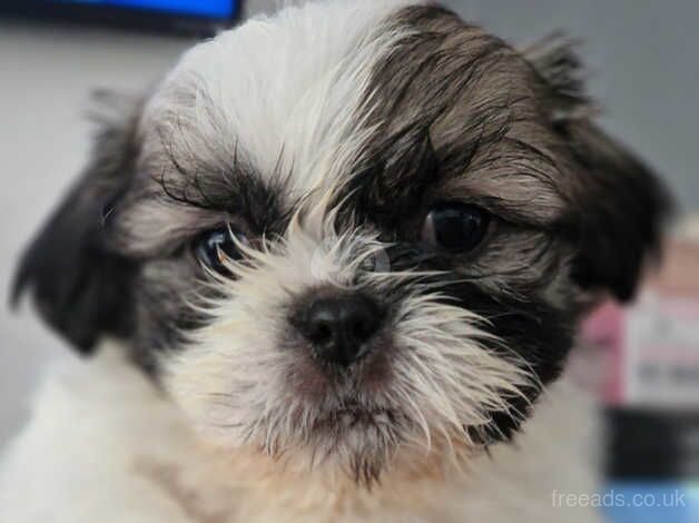 Shih tzus pups for sale in Oldham, Greater Manchester