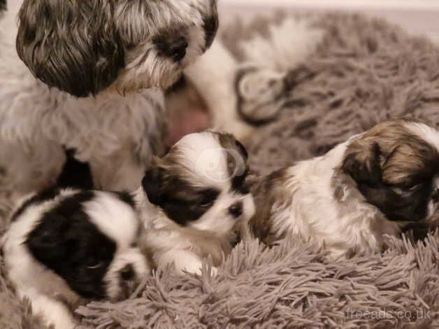 Shih tzus pups for sale in Oldham, Greater Manchester - Image 2