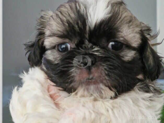 Shih tzus pups for sale in Oldham, Greater Manchester - Image 3