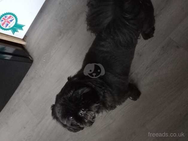 Shih zus female for sale in Sheffield, South Yorkshire