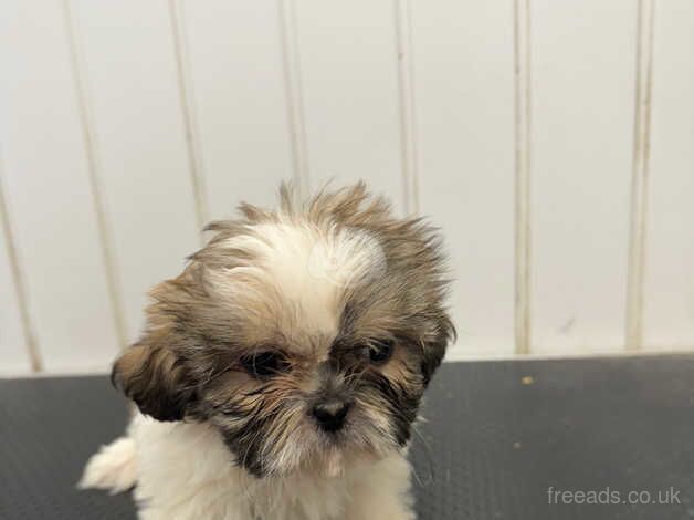 Shihi tzu for sale - Image 1