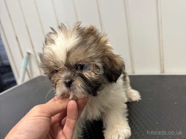 Shihi tzu for sale - Image 2