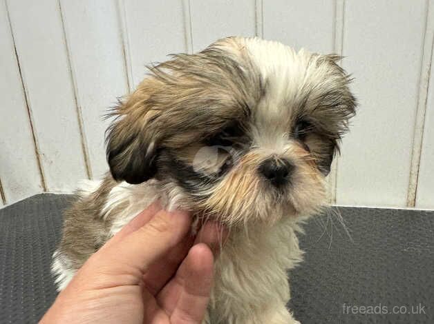 Shihi tzu for sale - Image 3