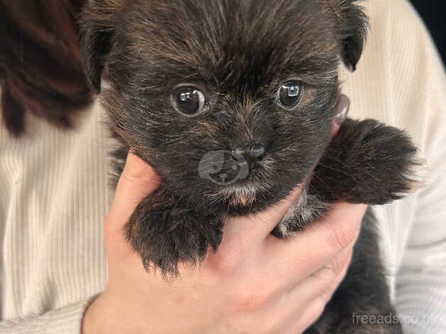 Shihtzhu dad Pomeranian mum ready 25 th October for sale in Northampton, Northamptonshire - Image 4