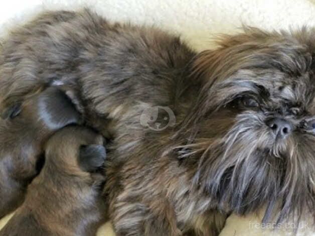 Shihtzu girls for sale in Chesterfield, Derbyshire - Image 2