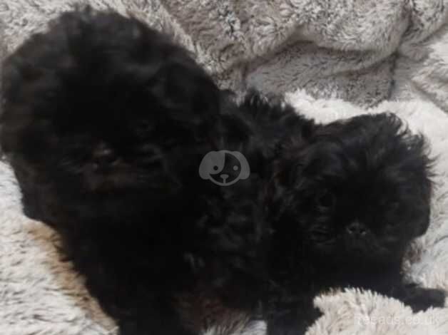 Shihtzu girls for sale in Chesterfield, Derbyshire - Image 4