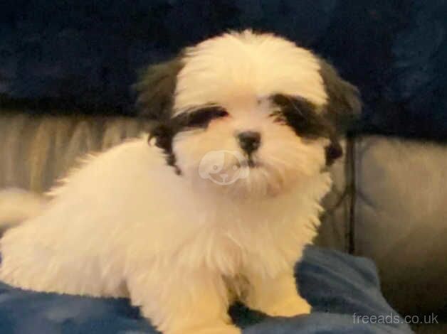 Shihtzu for sale in Chesterfield, Staffordshire