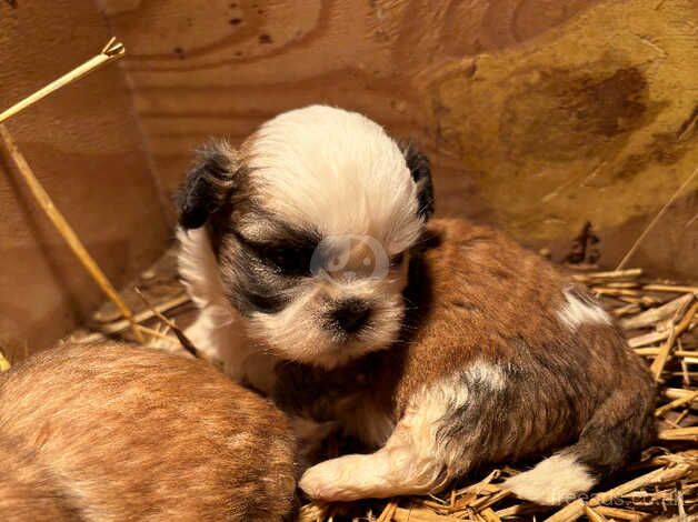 Shihtzu for sale in Londonderry, North Yorkshire - Image 1