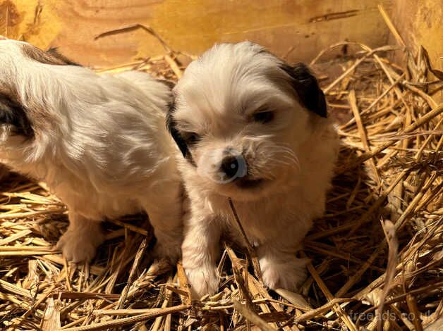 Shihtzu for sale in Londonderry, North Yorkshire - Image 2