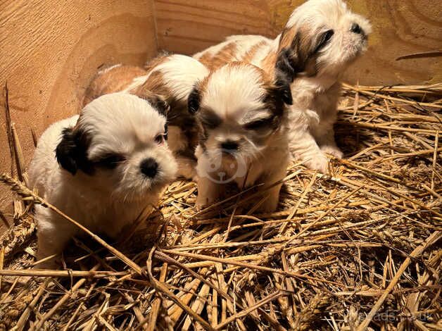 Shihtzu for sale in Londonderry, North Yorkshire - Image 3