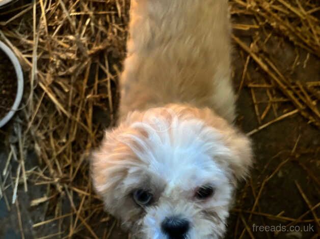 Shihtzu for sale in Londonderry, North Yorkshire - Image 4