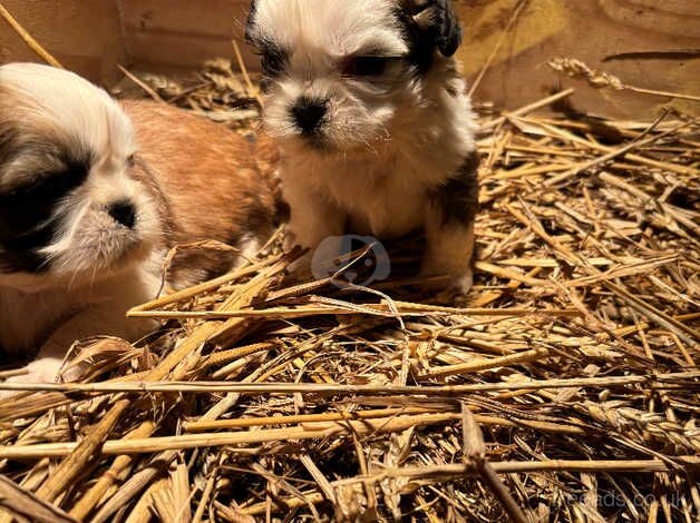 Shihtzu for sale in Londonderry, North Yorkshire - Image 5