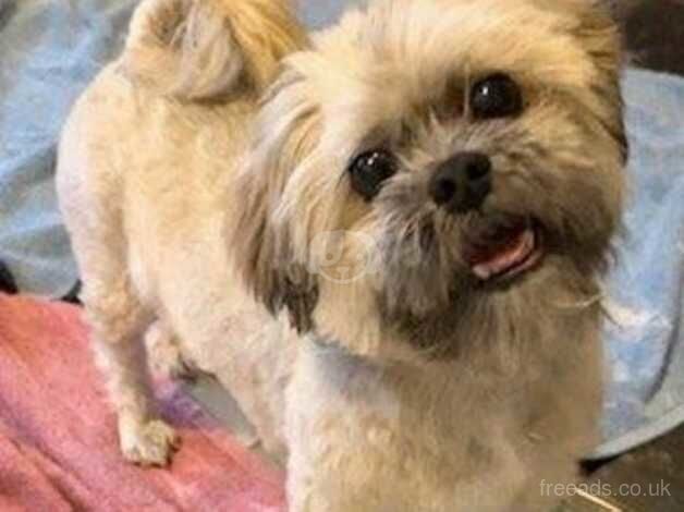 Shihtzu for sale in Stevenage, Hertfordshire