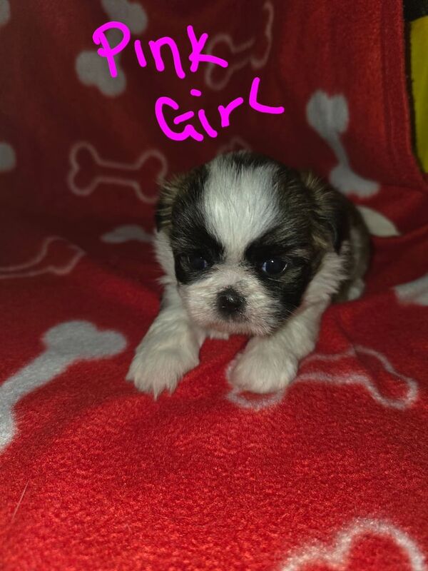 Shihtzu puppies for sale in Bournemouth, Dorset