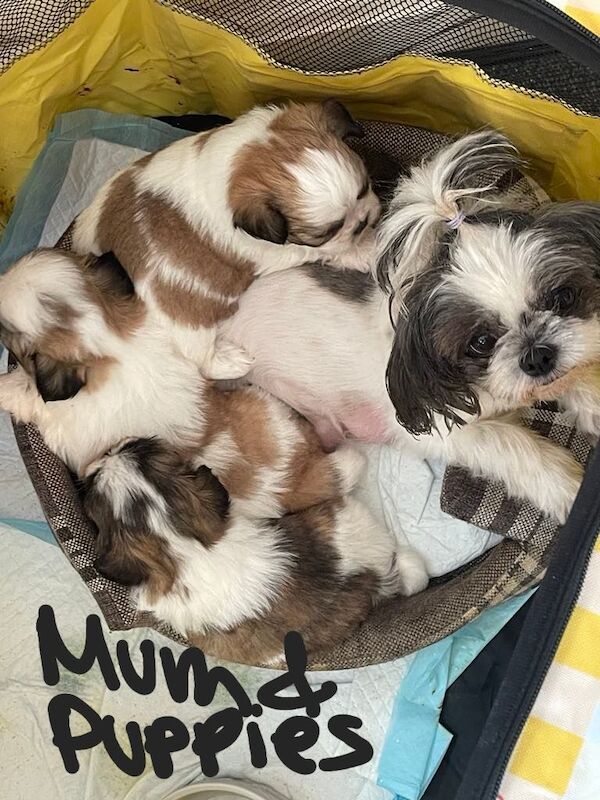 Shihtzu puppies for sale in Bournemouth, Dorset - Image 2