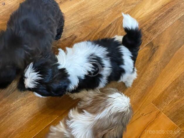 Shihtzu puppies for sale in Warrington, Cheshire