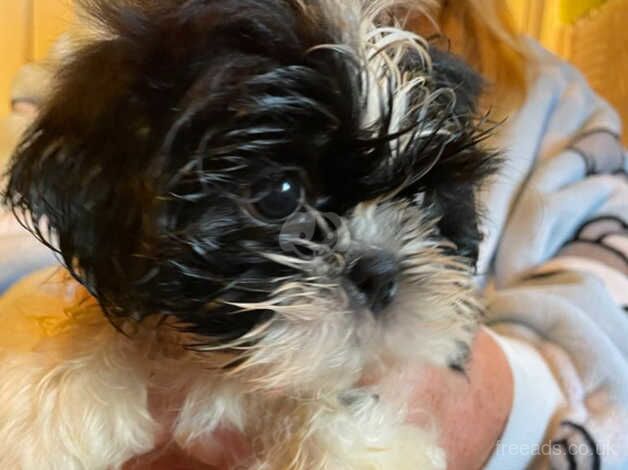 Shihtzu puppies for sale in Warrington, Cheshire - Image 2