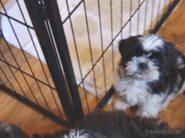 Shihtzu puppies for sale in Warrington, Cheshire - Image 3