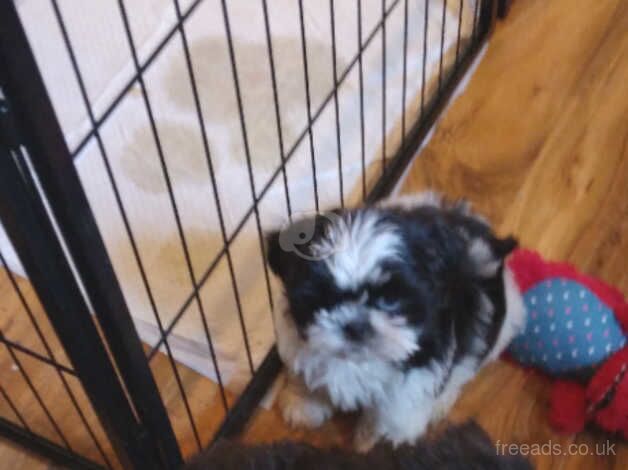 Shihtzu puppies for sale in Warrington, Cheshire - Image 4