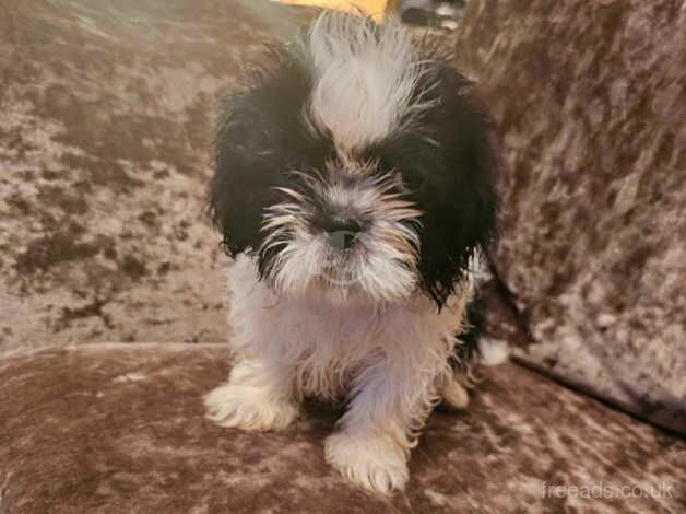 Shihtzu puppies for sale in Wigan, Greater Manchester - Image 2