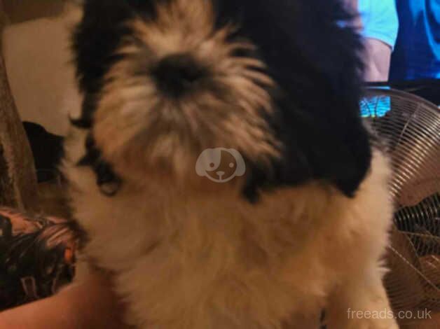 Shihtzu puppies for sale in Wigan, Greater Manchester - Image 3