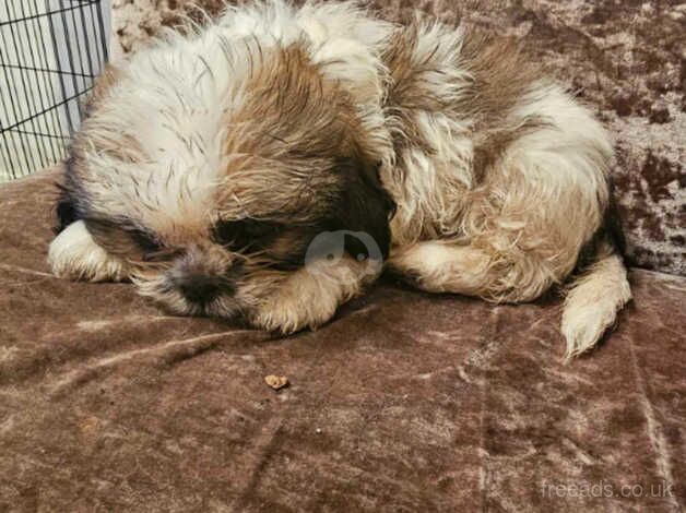 Shihtzu puppies for sale in Wigan, Greater Manchester - Image 4