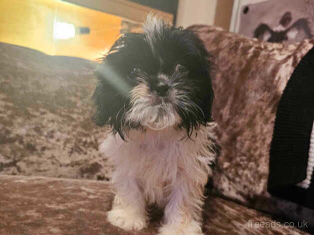 Shihtzu puppies for sale in Wigan, Greater Manchester - Image 5